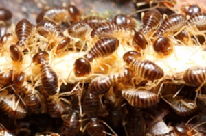 termite infestation treatment sydney