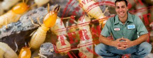 termite control