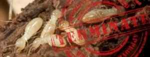 termite treatment